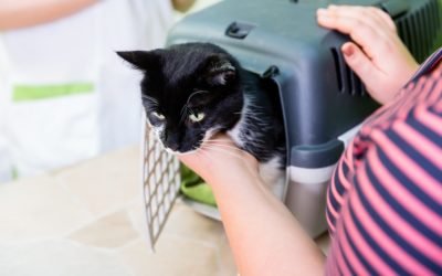 11 Best Cat Carriers for Your Next Trip to the Vet