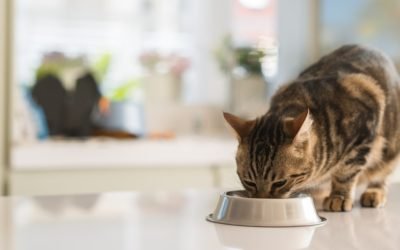 15 Unique Cat Bowls for Picky Eaters