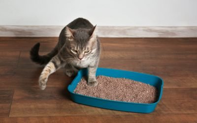 Cat Peeing Outside the Litter Box? Here’s Why: