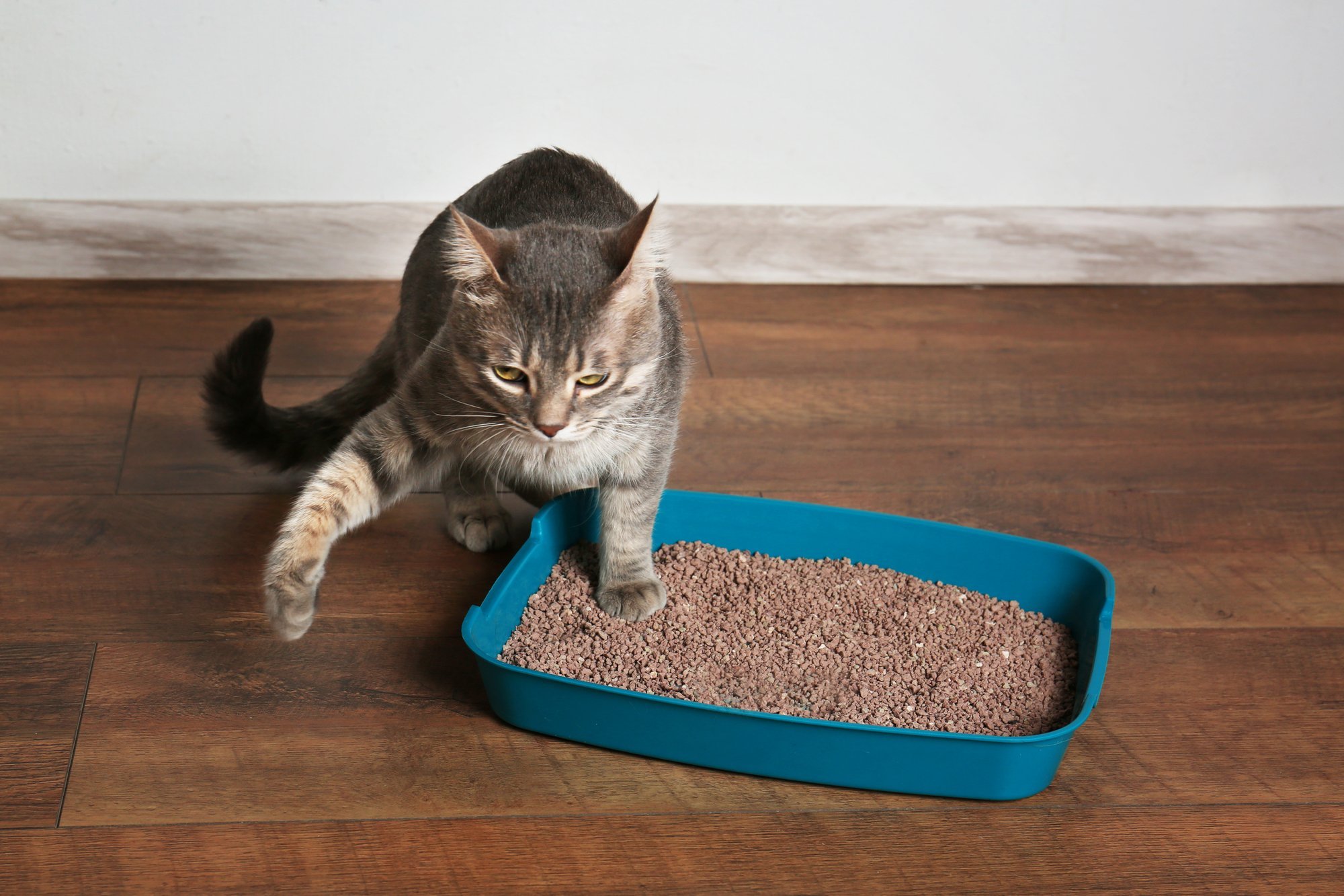 cat pee outside litter box