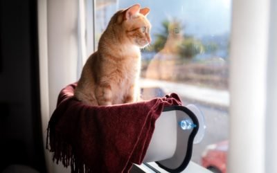 Cat Window Perches: Are They Safe?