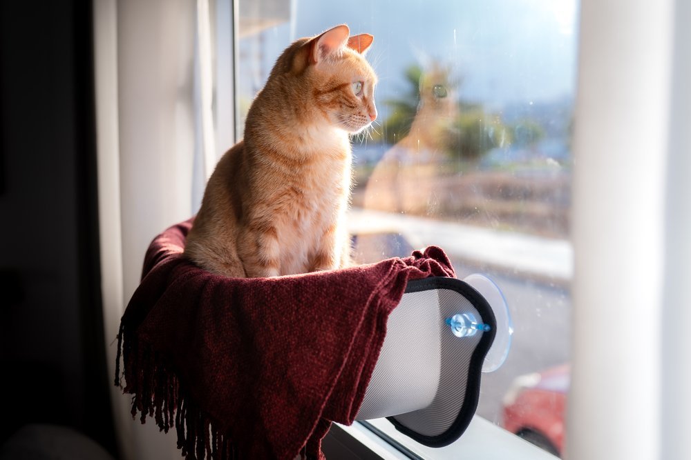 cat window perch