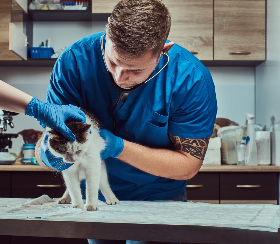 cat at the vet