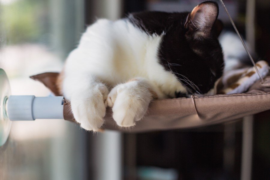 cat window perches