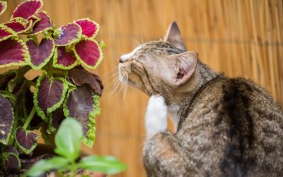 How Can You Prevent Cat Fleas or Parasites?