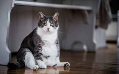 Overweight Cat? How to Help Your Cat Lose Weight