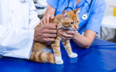 Do I Need to Treat My Cat for Heart Worm?