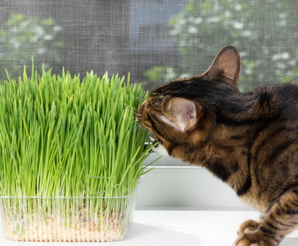 Cat Friendly House Plants What House Plants Are Safe for Cats?