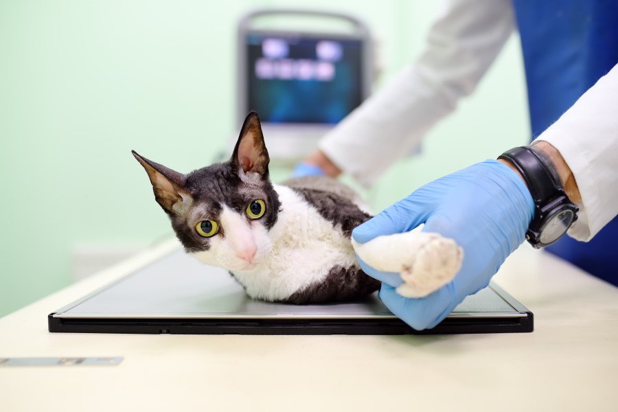 Why Is My Cat Limping? First Aid for a Limping Cat