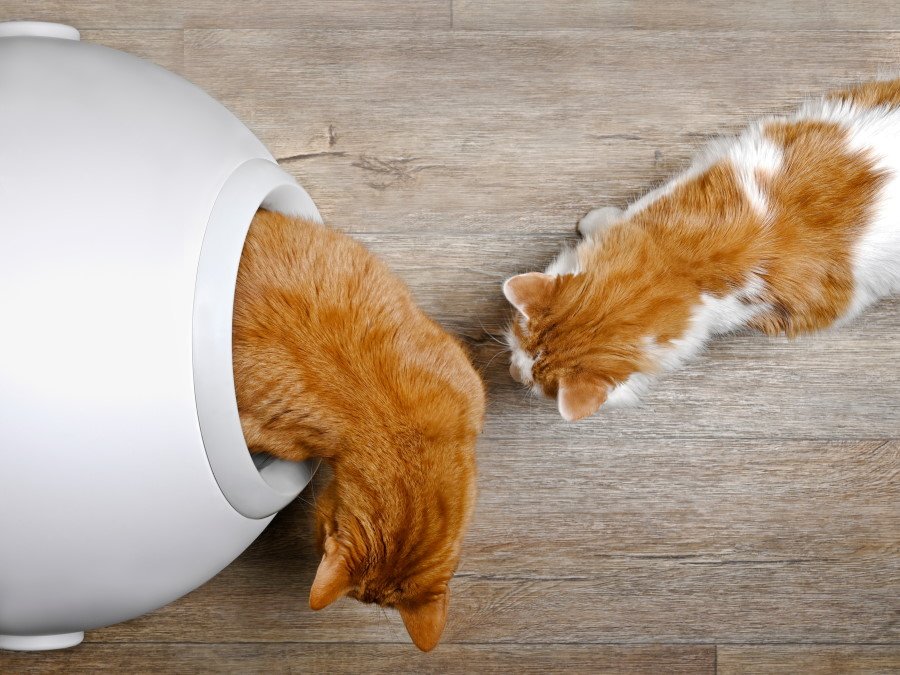 self cleaning litter box