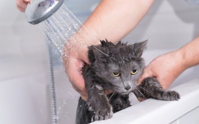 Why Does My Cat Have Dandruff?