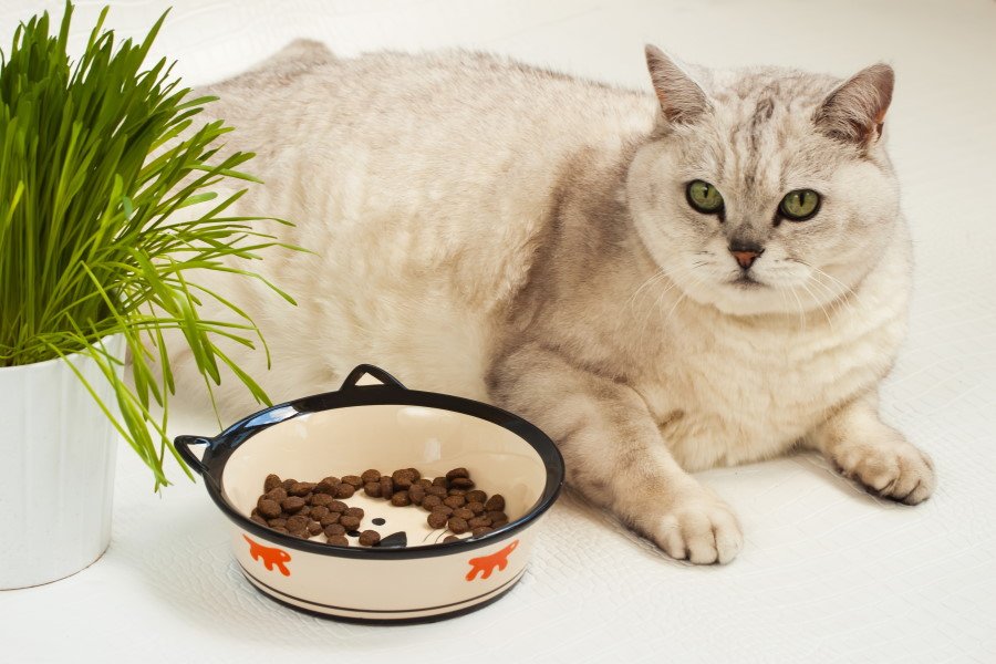 How Can I Tell if My Cat Has Diabetes?