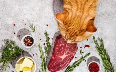 Raw Cat Food Diet: Should I Feed My Cat a Raw Food Diet?