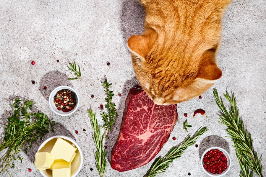 raw cat food diet