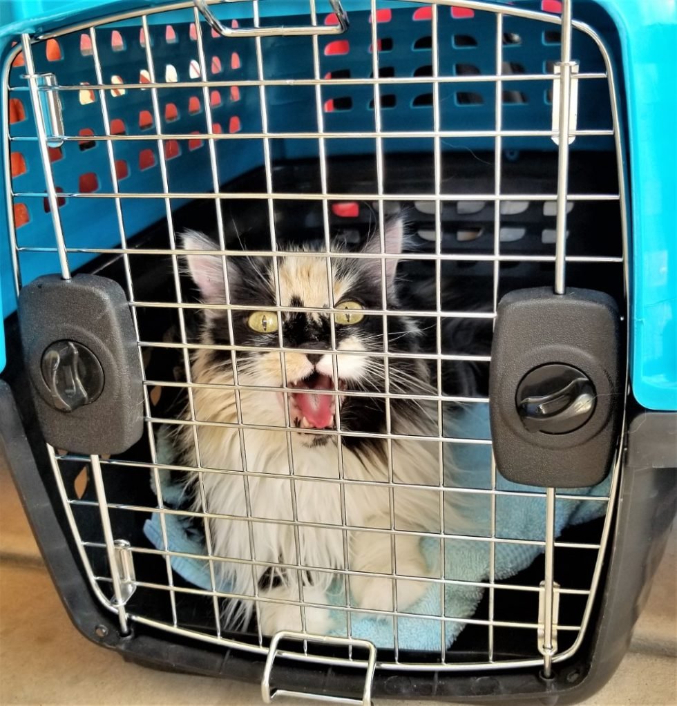 Flying with Cats Can You Bring a Cat on an Airplane?