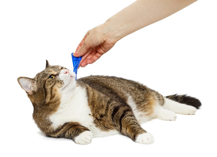 best flea treatment for cats