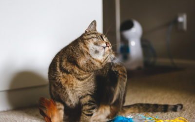 What is the Best Flea Treatment for Cats?