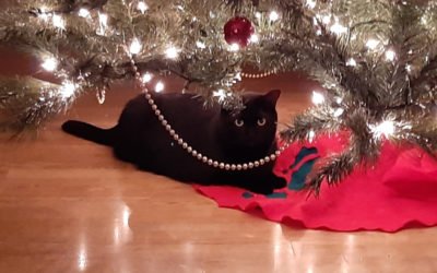 Christmas Gifts for Cats and Cat Parents