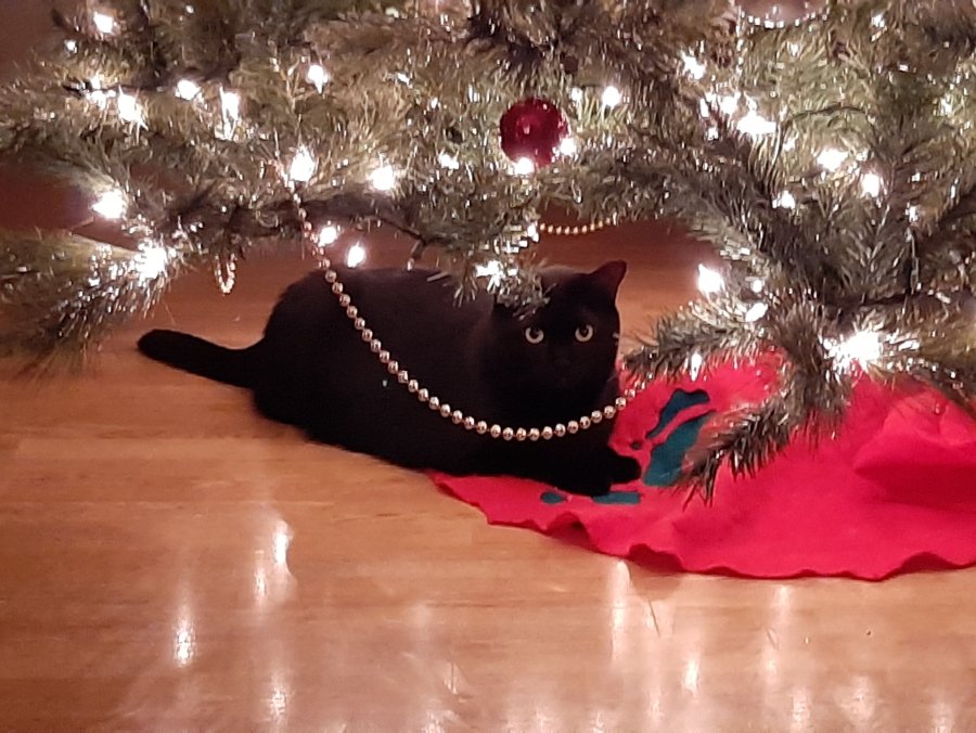 cat under christmas tree