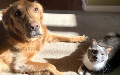 Who Is Smarter? Are Cats Smarter Than Dogs?