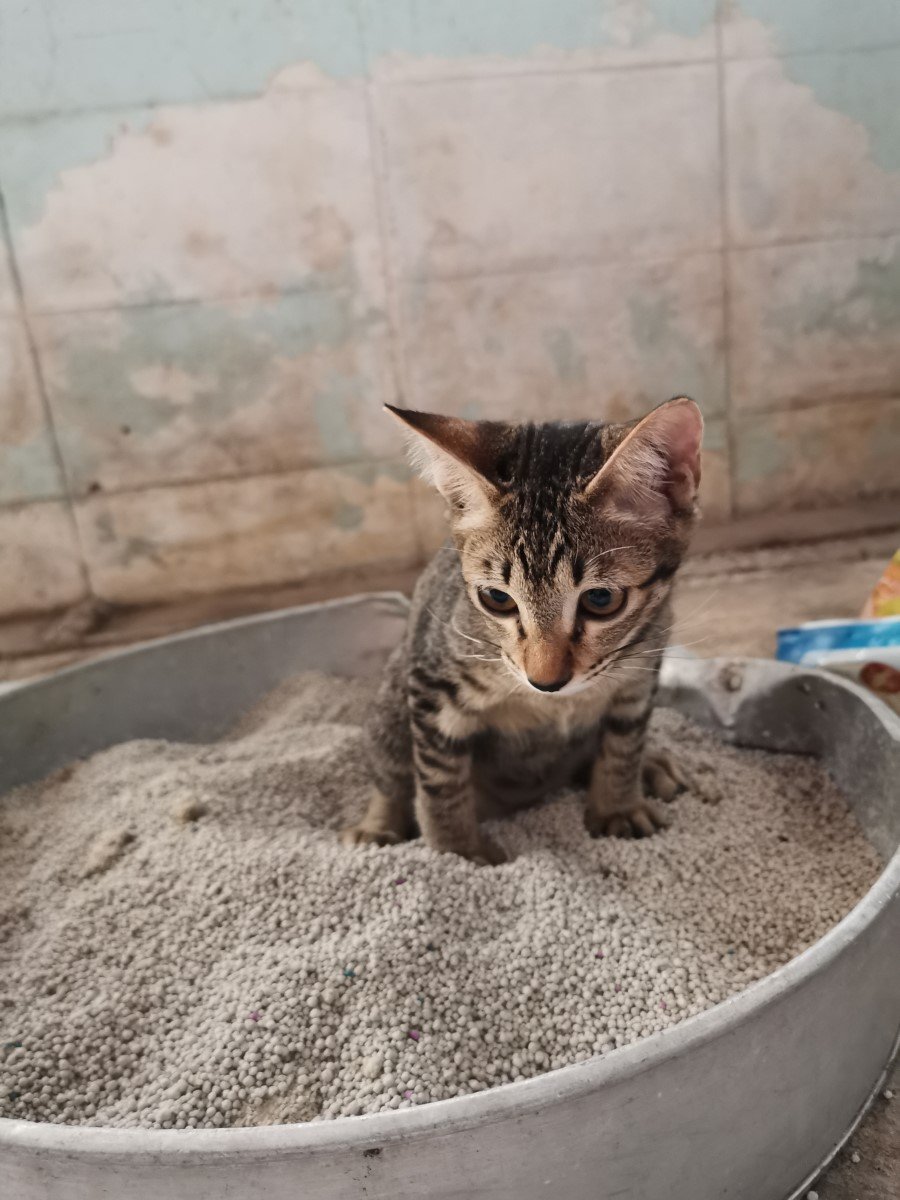 How to Litterbox Train a Kitten [SIMPLE TRAINING TIPS]