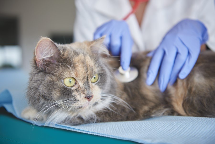 cat at the vet