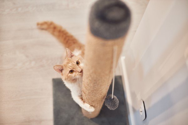 cat scratching post