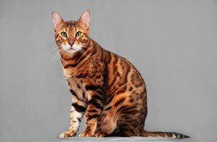 bengal cat