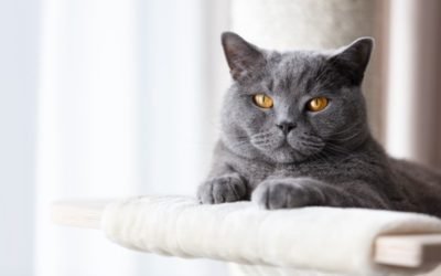 49 Fun Facts (& Myths) About Your Cat