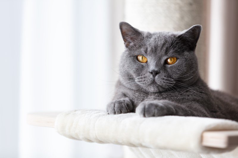 grey cat