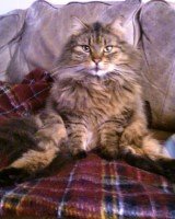 maine coon cat