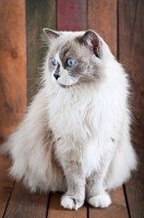 ragdoll cat