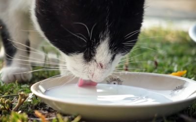Cats Can Drink Milk—But Should They?