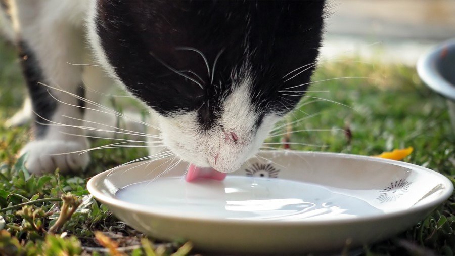 can cats drink milk? cat drinking milk in a bowl