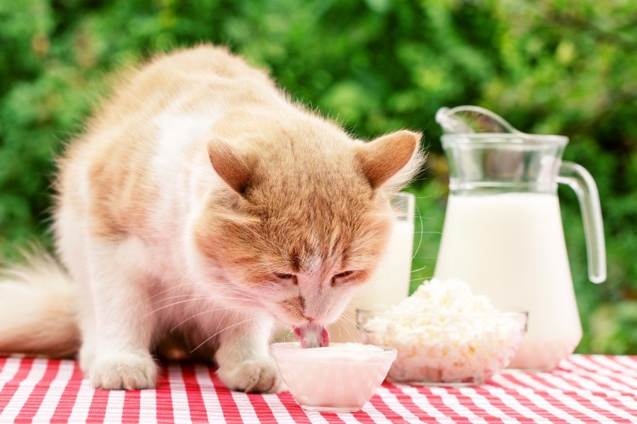 cat drinking milk