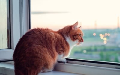 Cat Window Beds – Will My Cat Use Them?