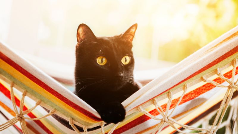 The Top 3 Absolutely No Cost DIY Cat Beds and Hammocks