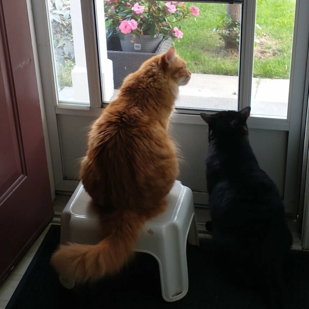 franklin and ollie looking outside.