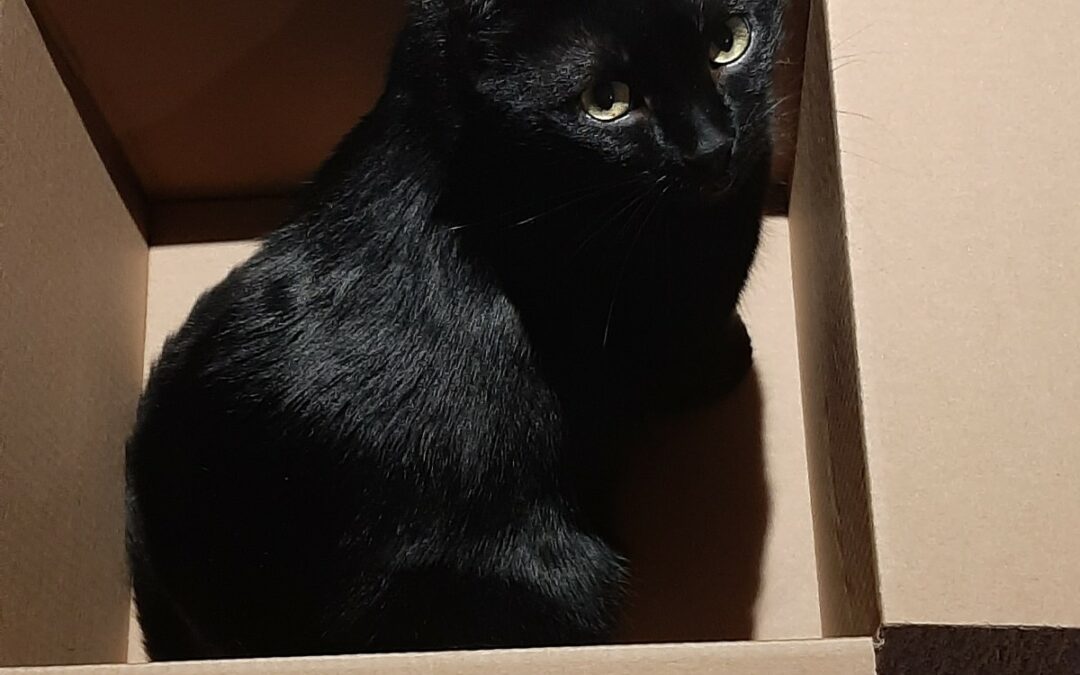 ollie - black cat in a box
