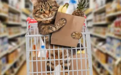 First Time Cat Owner Essentials – 17 MUST HAVE Supplies