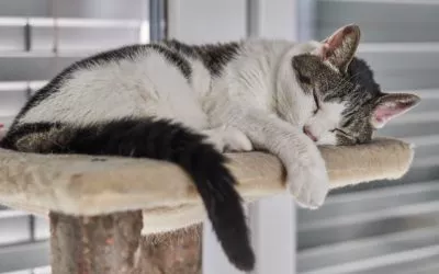 9 Tall Cat Trees that Your Cat Will LOVE to Climb