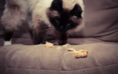 Why Does My Cat Keep Throwing Up?