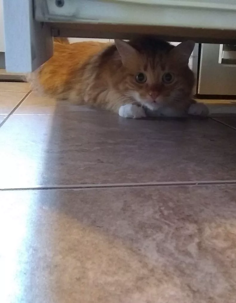 franklin orange cat