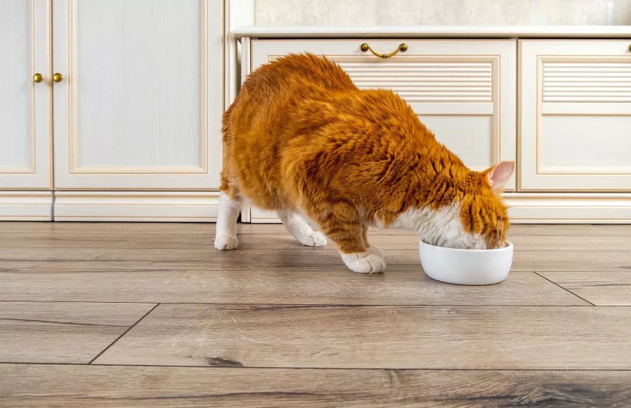 diabetes in cats