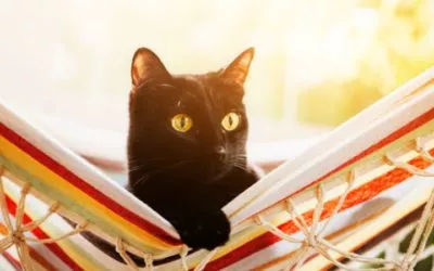 The Top 3 Absolutely No Cost DIY Cat Beds and Hammocks